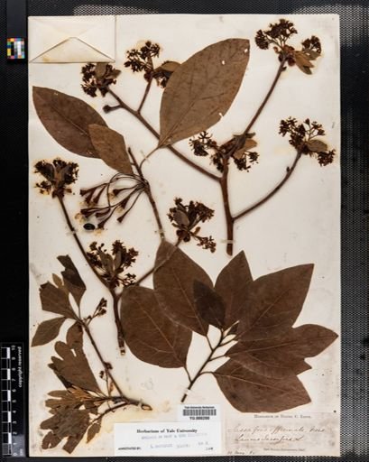 Sassafras albidum