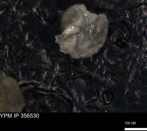 undet. Foraminiferida