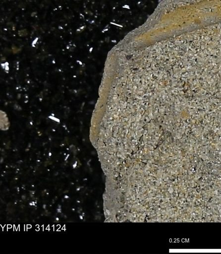 undet. Scaphopoda