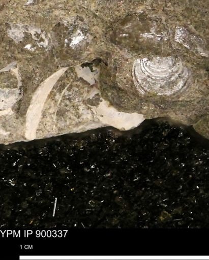 Anomia gryphorhyncha