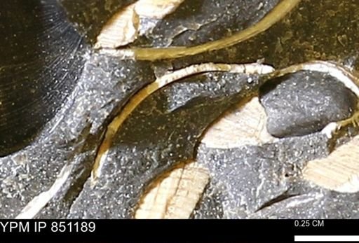 Limopsis striatopunctatus
