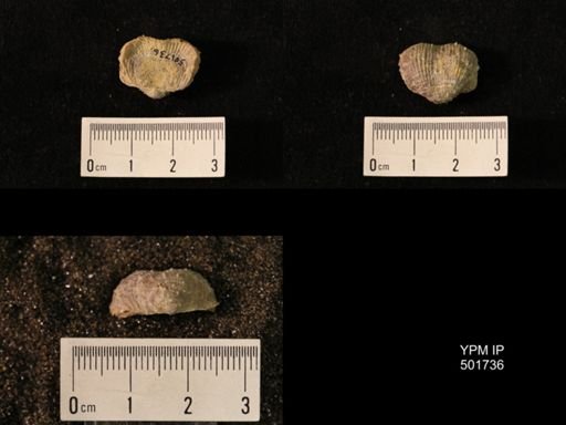 Marginifera lasallensis