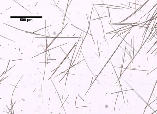 Craniella cranium