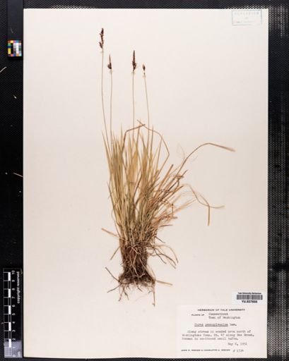 Carex pensylvanica