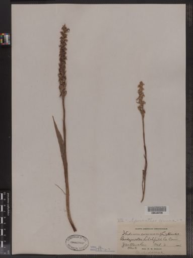 Spiranthes cernua