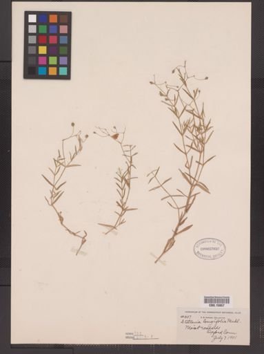 Stellaria longifolia