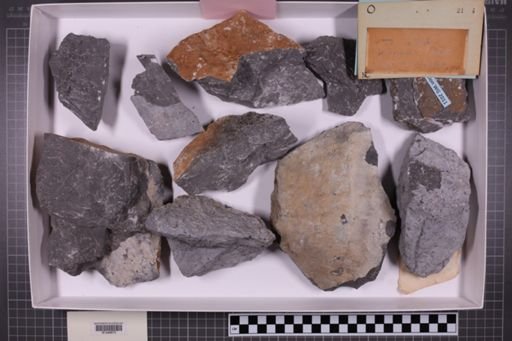 mixed taxa, stratigraphic collection