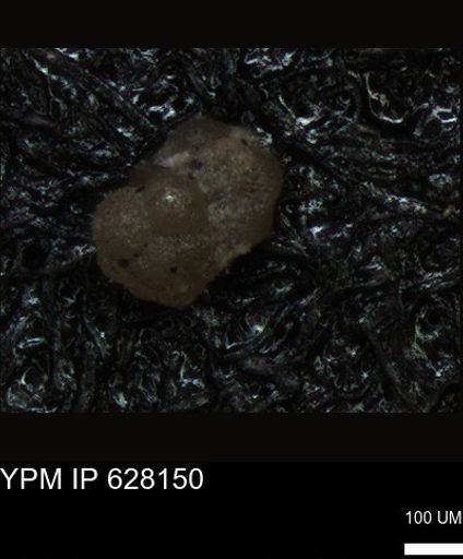 undet. Foraminiferida