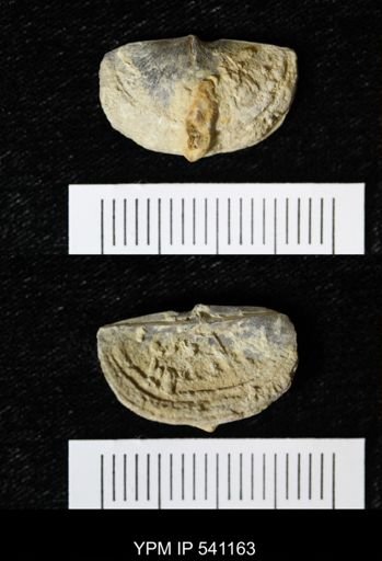 Sowerbyella sp.