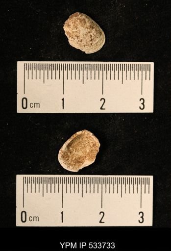 Macoma sp.