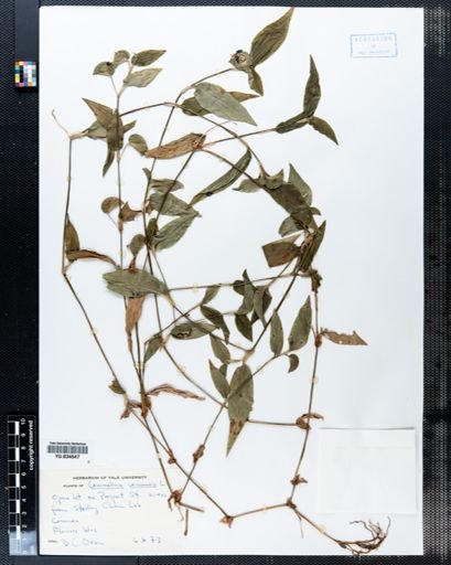 Commelina communis