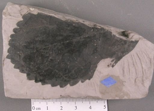 Celastrophyllum crenatum
