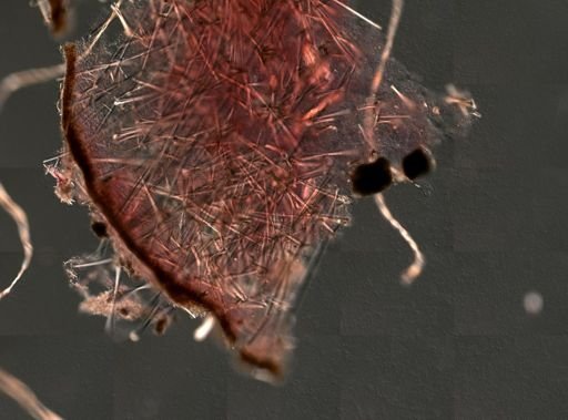 Ancorinidae