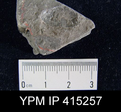 Marginifera splendens