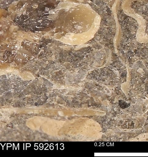 undet. Mollusca