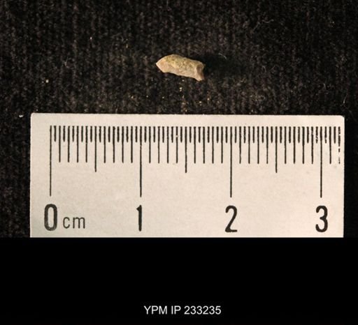 Archaeocidaris sp.