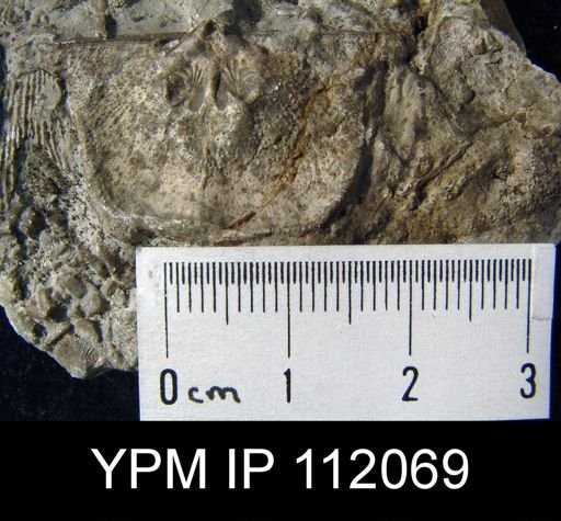 Strophomena depressa