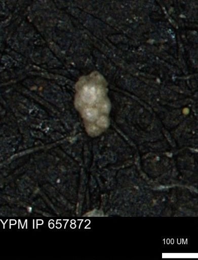 Verneuilinoides kansasensis