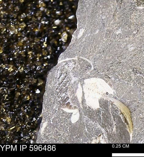 undet. Bivalvia