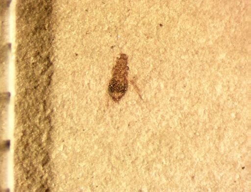 Thysanoptera?