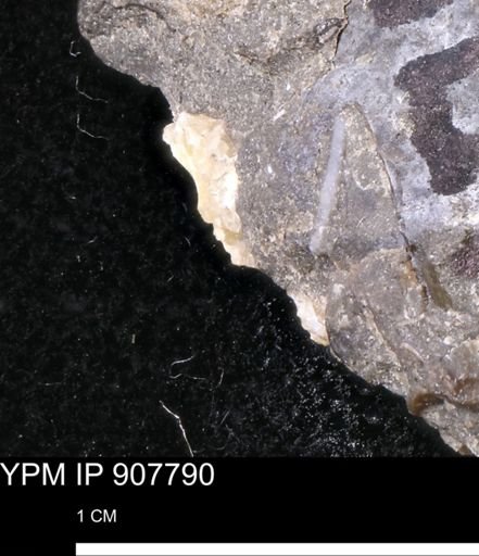 undet. Mollusca