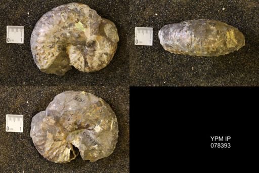 Discoscaphites gulosus