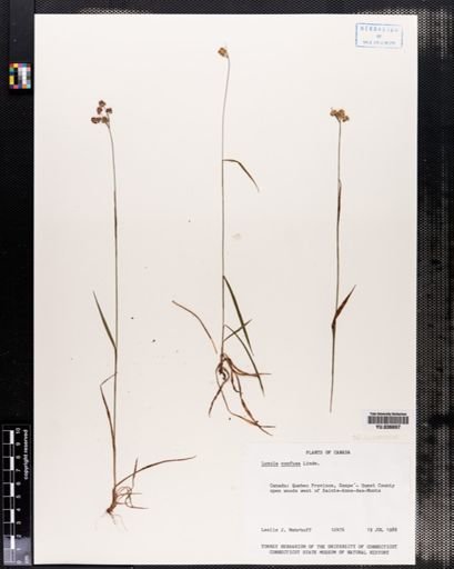 Luzula confusa