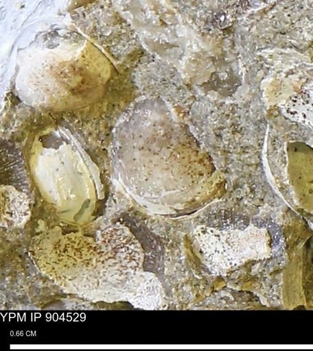 Corbulamella sp.