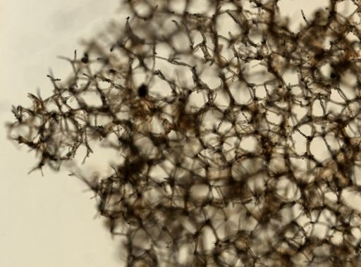 Axinella infundibuliformis