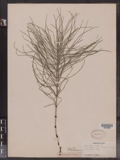 Equisetum arvense