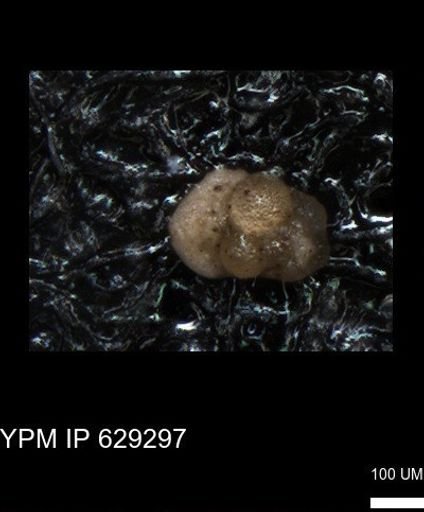 undet. Rugoglobigerinidae