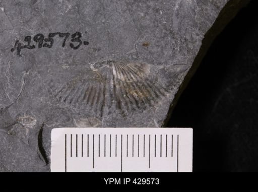 Mucrospirifer mucronatus