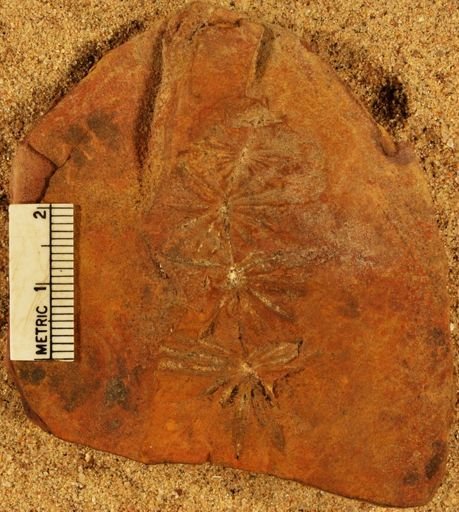 Annularia