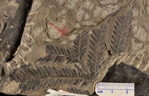 Calcaropteris boeselii