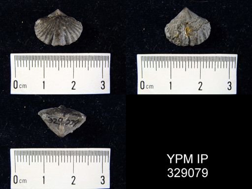 Cyrtina hamiltonensis