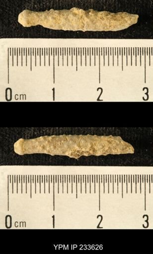 Archaeocidaris sp.