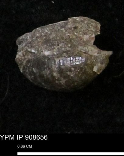 undet. Gastropoda