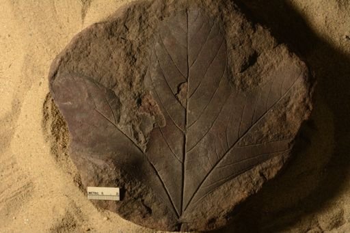 Sassafras cretaceum