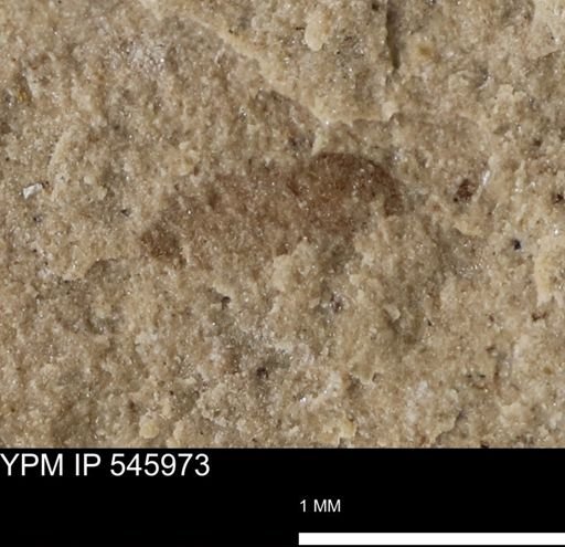 taxon undetermined