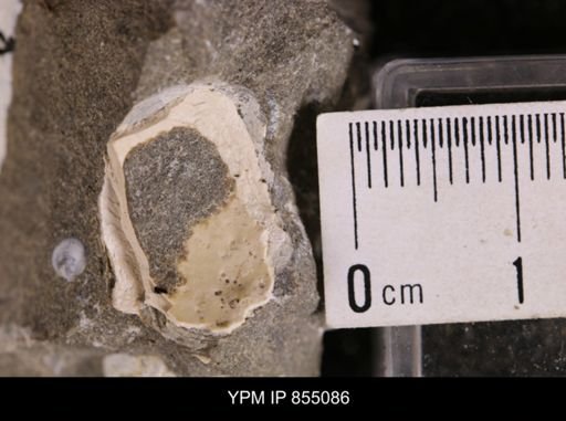 undet. Mollusca