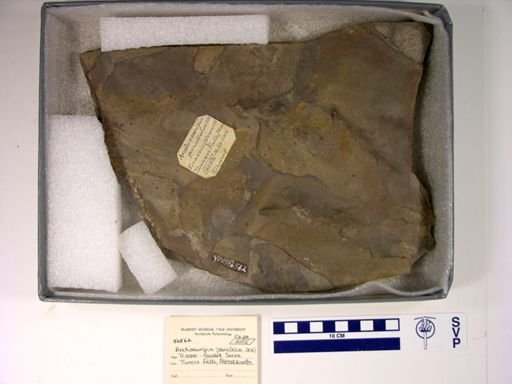 Anchisauripus parallelus