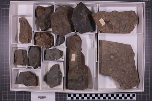 mixed taxa, stratigraphic collection