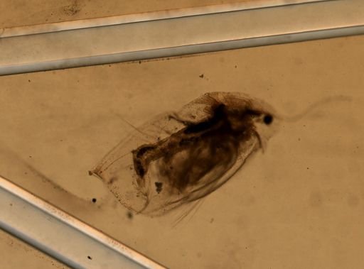 Daphnia pulex