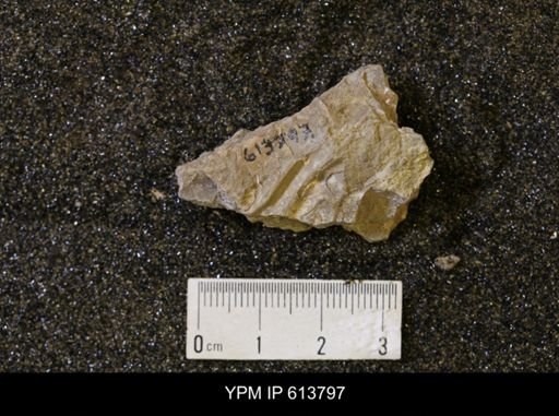undet. Collignoniceratidae