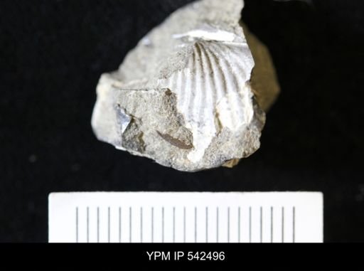 Goniomya sp.