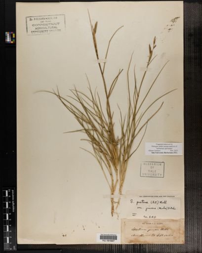 Plantae