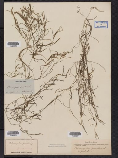 Potamogeton pusillus