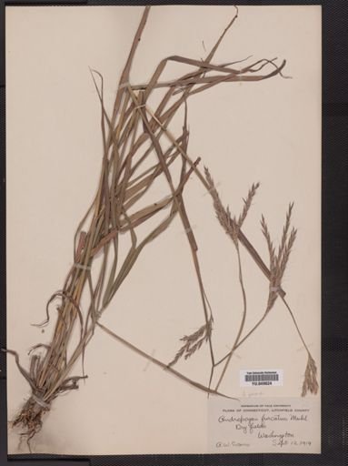 Andropogon gerardii furcatus