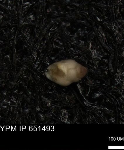 undet. Foraminiferida