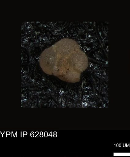undet. Foraminiferida